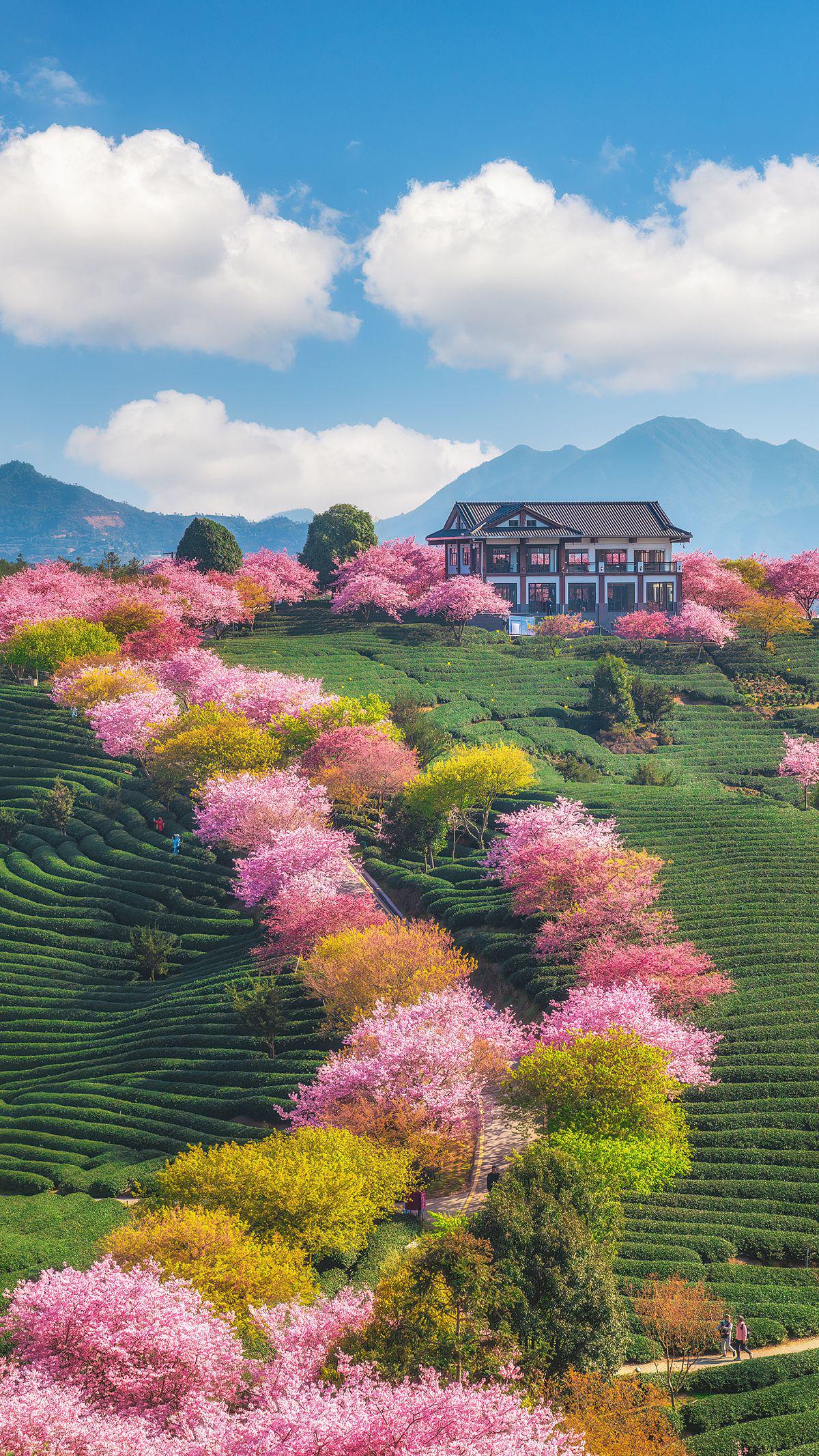 春天的味道|打卡国内五大赏樱地,领取绝美樱花壁纸|赏樱_新浪财经_新