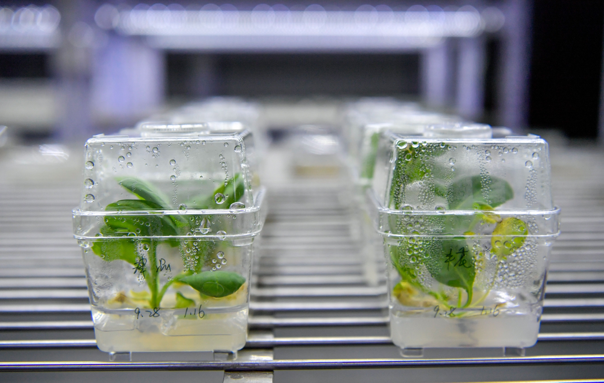 天津:持续推动科学育种和种质资源保护工作|科研|天津市|新华社_新浪