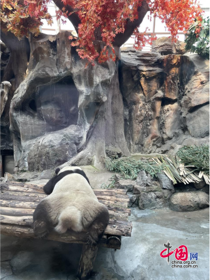 北京动物园熊猫馆内，大熊猫正在午休。中国网记者 刘佳 摄