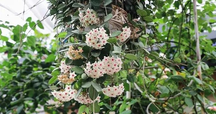 3月后,球兰正在孕育花芽,做好这4点,花朵开到停不下来|兰花_新浪新闻
