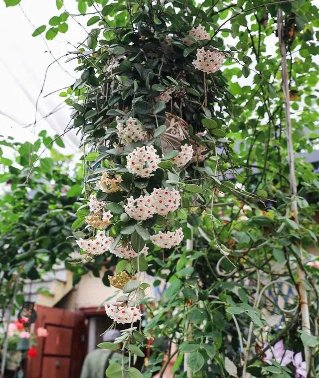3月后,球兰正在孕育花芽,做好这4点,花朵开到停不下来|兰花_新浪新闻