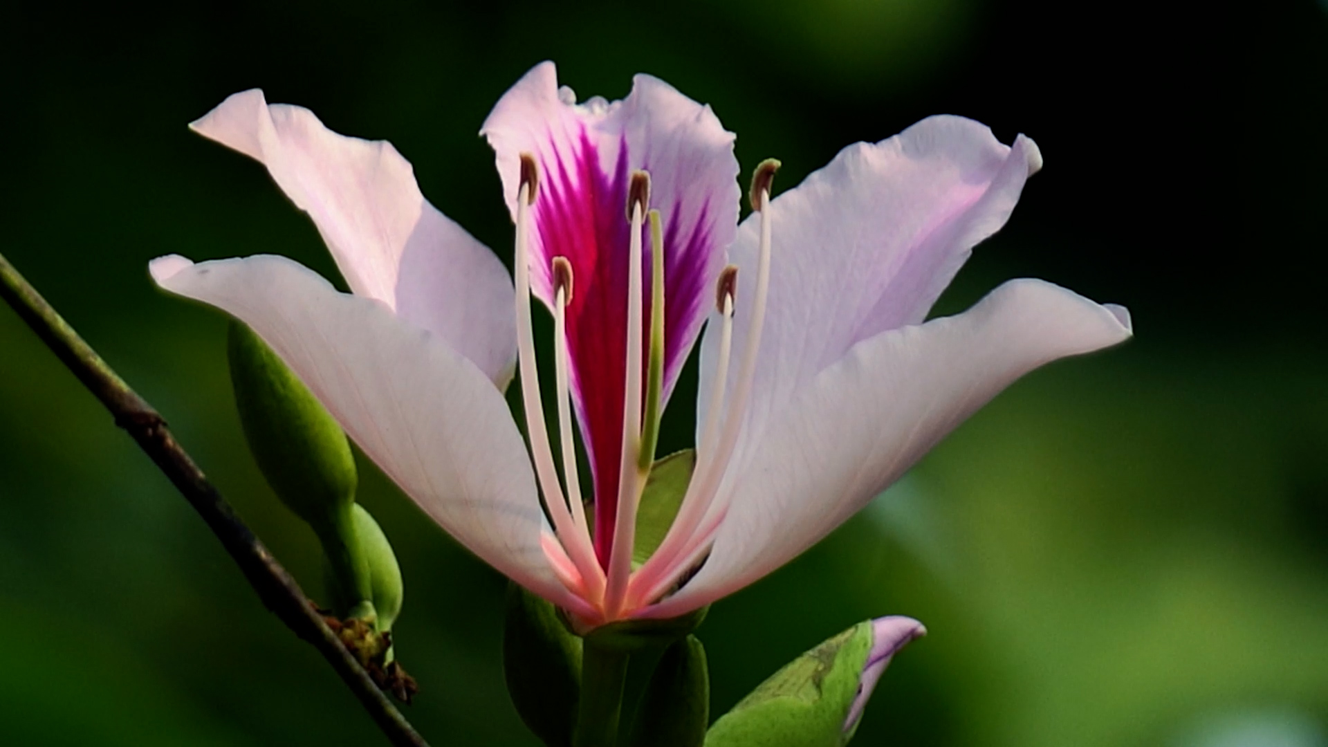 两万亩白花羊蹄甲绽放:云南普洱炮掌山似童话世界|普洱市|云南省_新浪