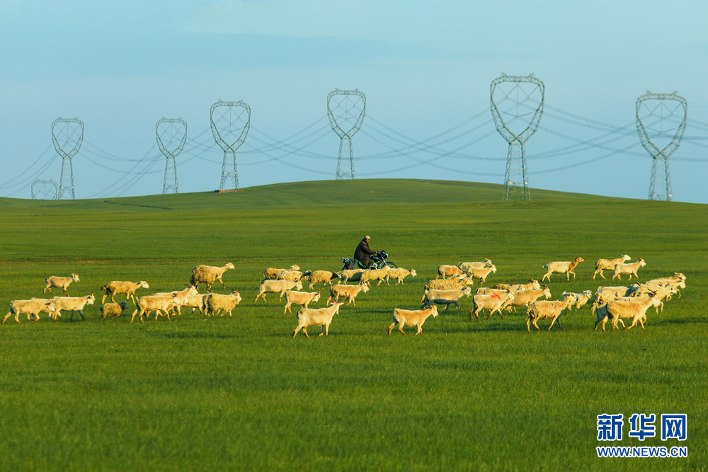 聚焦高质量发展丨中国最美山地草原"牛气"旺 牧民富|畜牧业_新浪财经