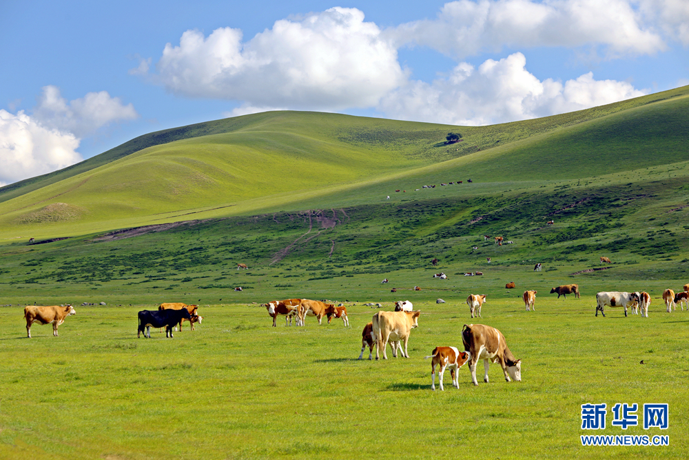 牛群在美丽的扎鲁特草原上悠然吃草踱步.新华网发(白敖敏摄)