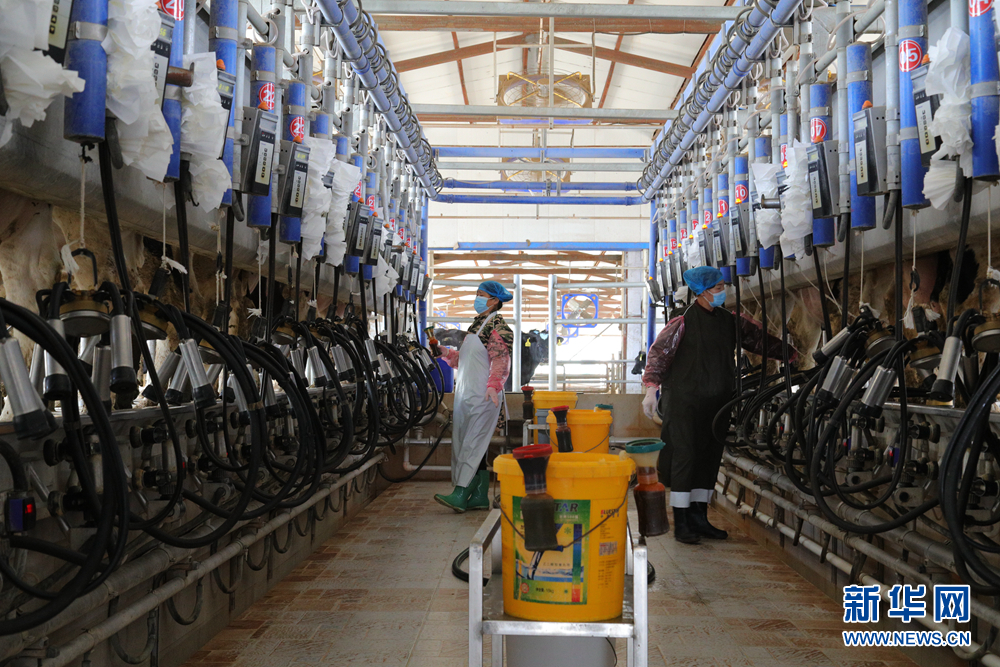 小黑山奶牛养殖专业合作社的工人在挤奶台上挤奶.