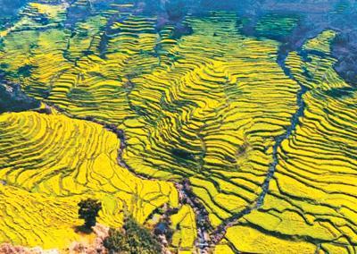 江西婺源篁岭的油菜花梯田美如画.篁岭景区供图
