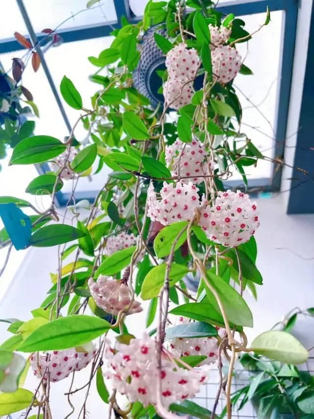 3月后,球兰正在孕育花芽,做好这4点,花朵开到停不下来|兰花_新浪新闻