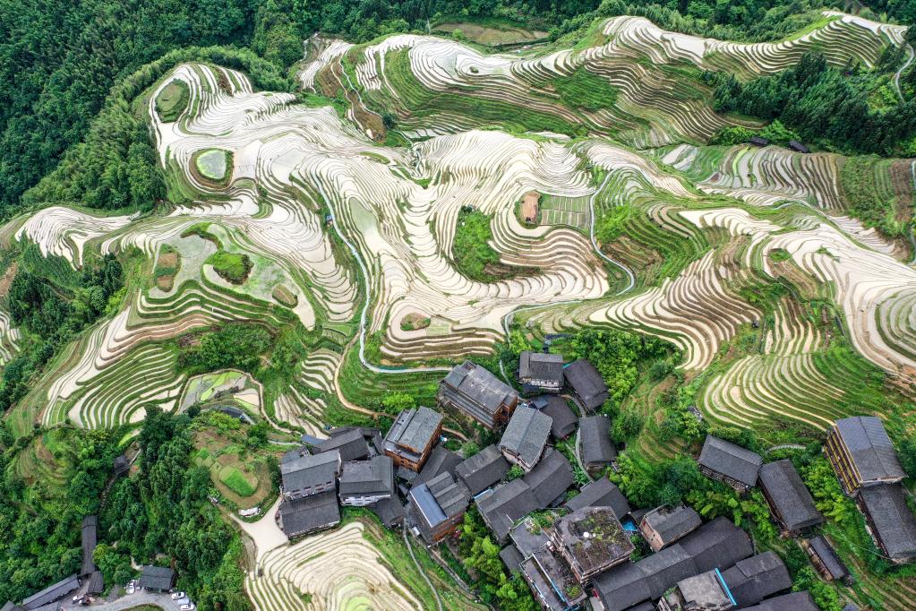 这是广西桂林市龙胜各族自治县龙脊镇大寨村的龙脊梯田的夏日景色.