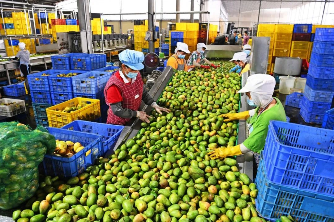 农产品初加工：从田间到餐桌的一次转变