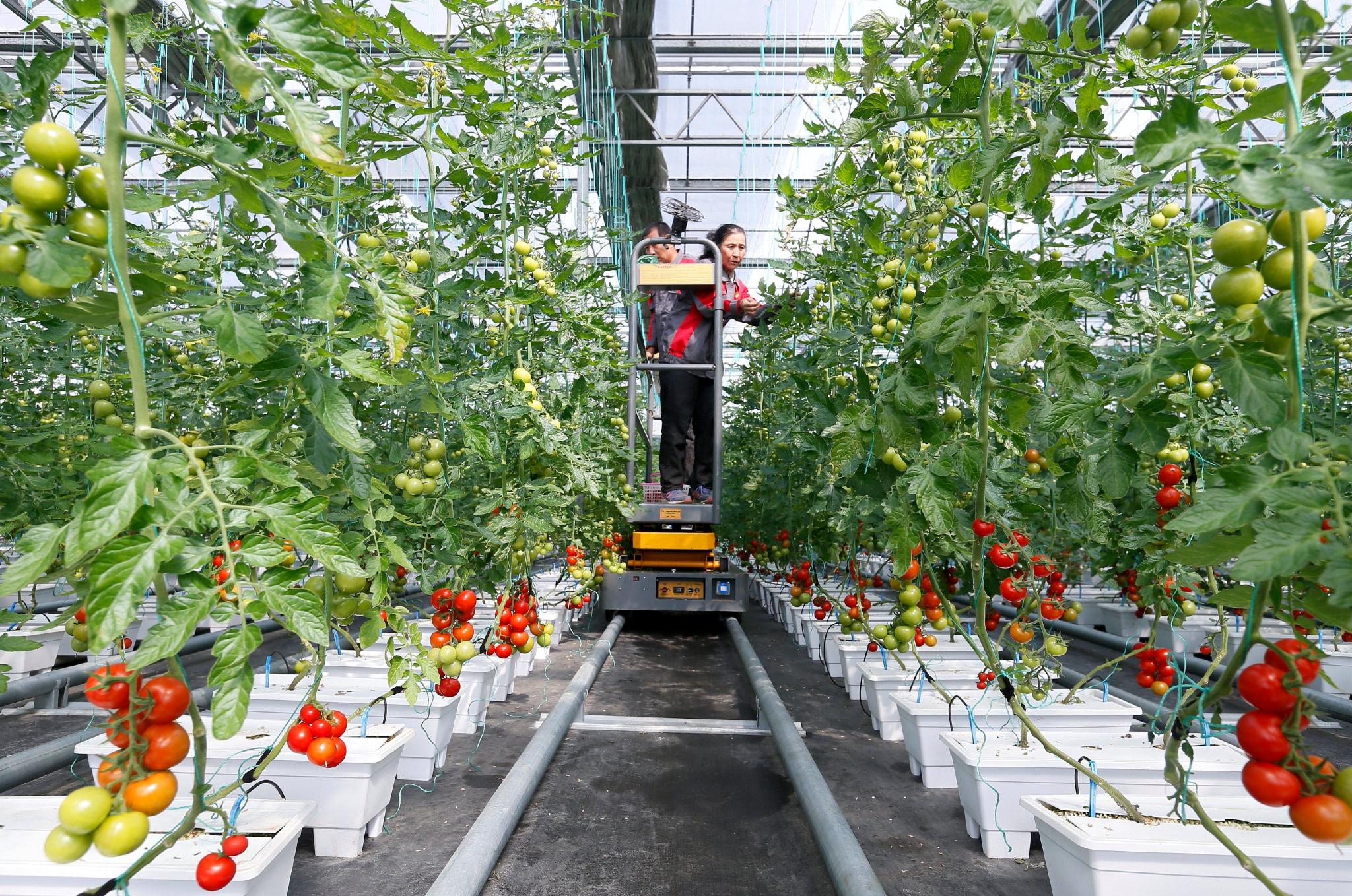 山东即墨:"设施农业"春管忙__财经头条