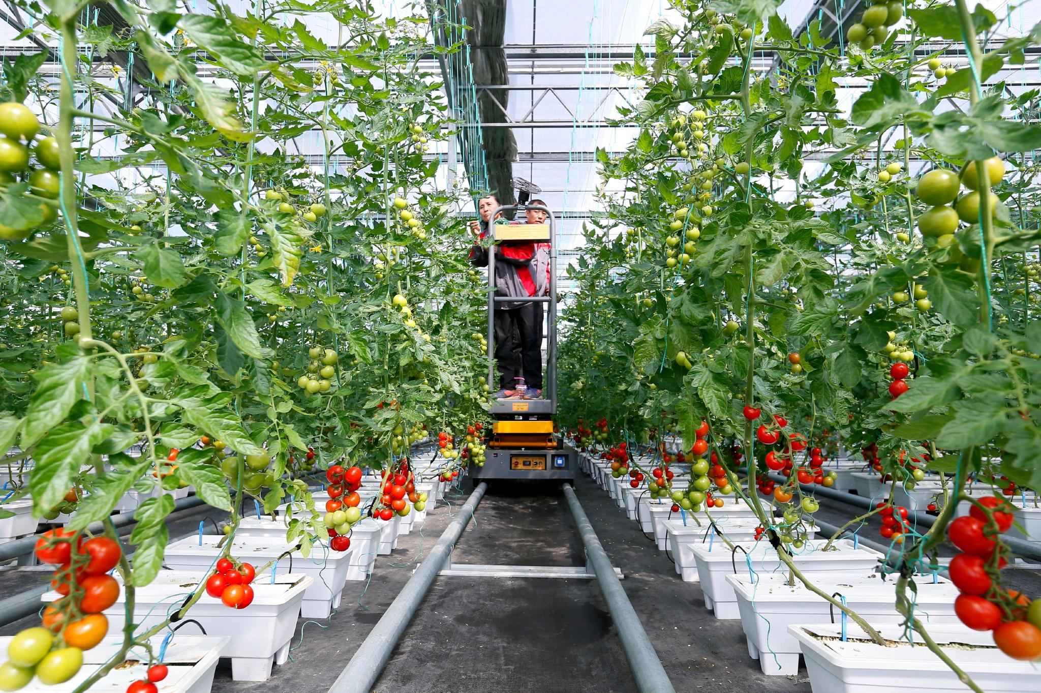 3月16日,在青岛市即墨区北安街道祥坤智慧农场,农民在管理无土栽培的