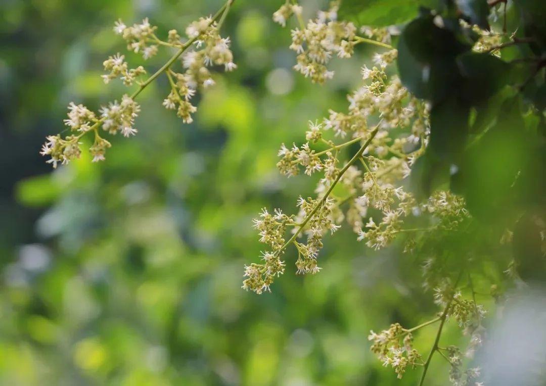 东莞大岭山荔枝成花率高达95%，预计今年又是丰收大年__财经头条