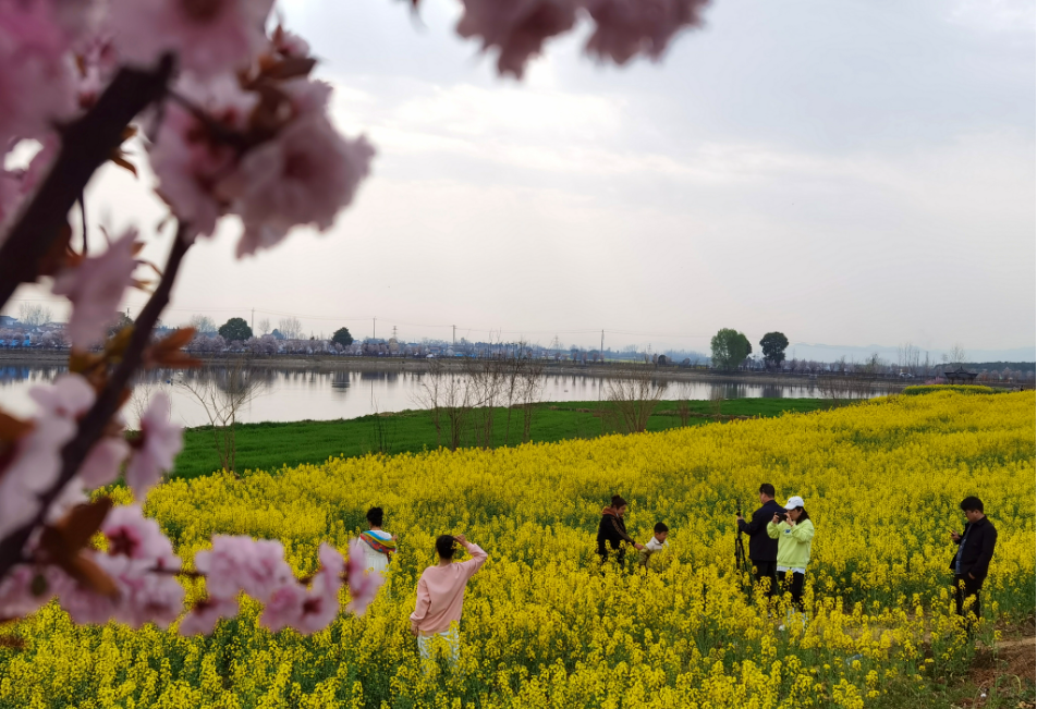 “跟晚报GO”推出今年首个旅游团： 看最美油菜花海，体验汉中诗画之旅|汉中市_新浪财经_新浪网