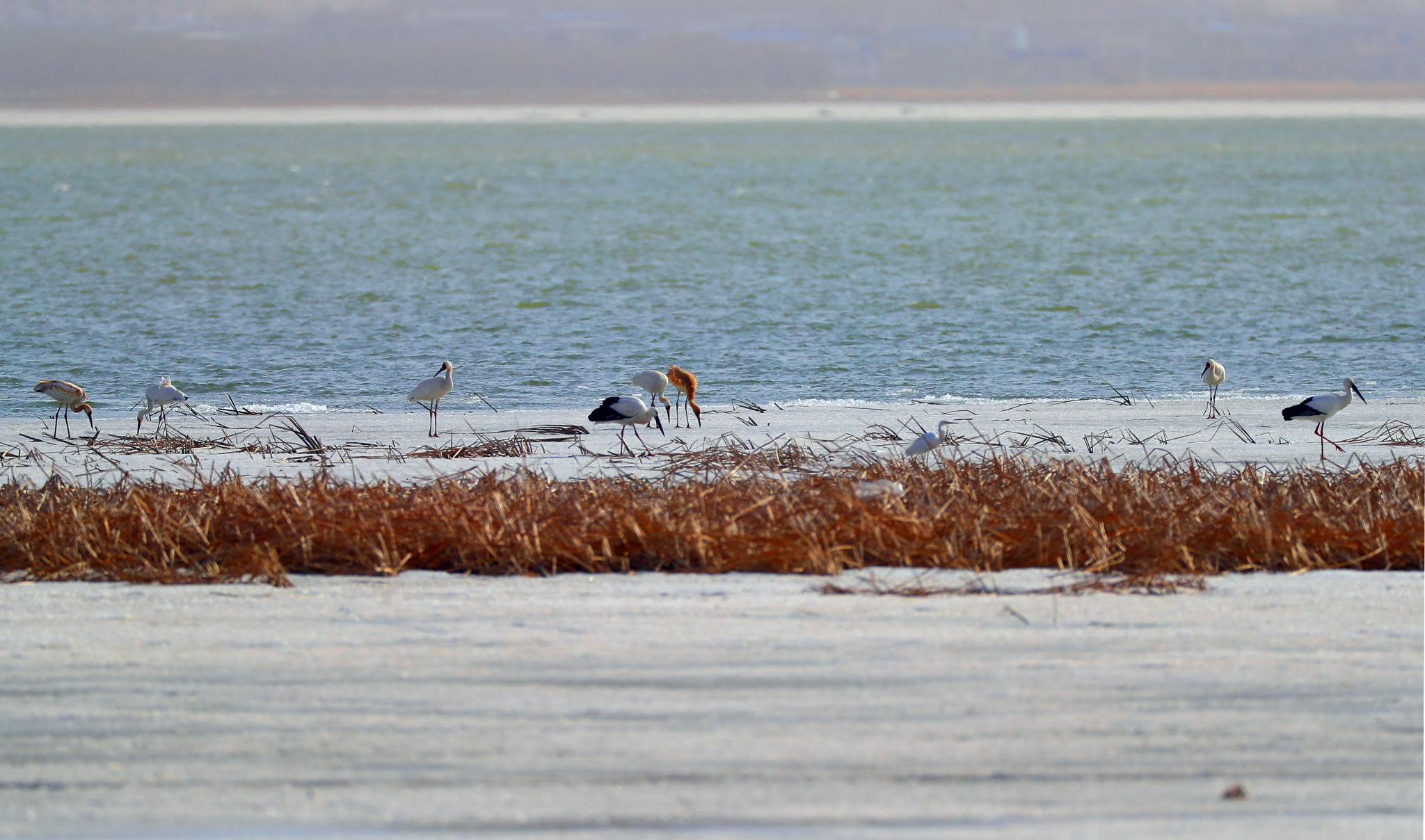 辽宁法库:獾子洞湿地迎来候鸟迁徙高峰期|法库|獾子洞|国家湿地公园