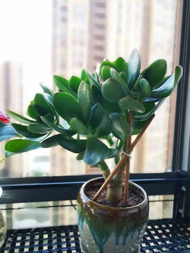 玉树喜光还是耐阴?很多人都搞错了,难怪养不好|玉树|枝条|花盆_新浪新闻