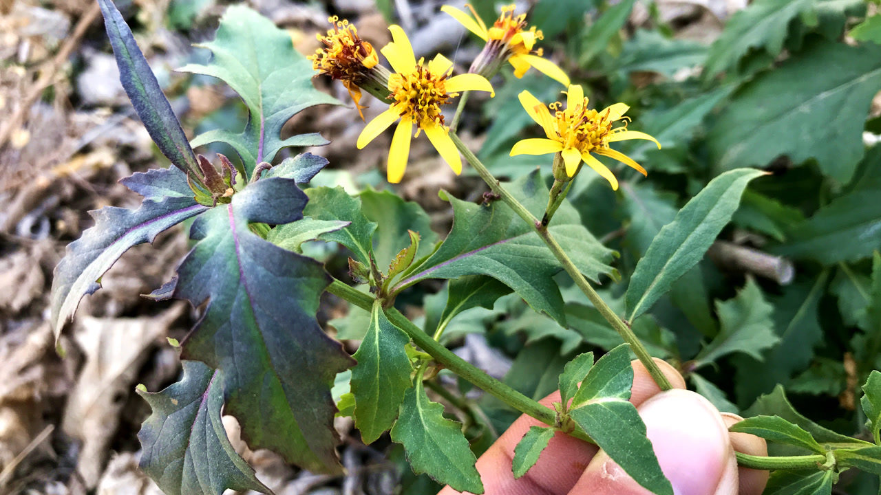 农村田埂上生长的千里光,被老人称之为痔疮草,很多人