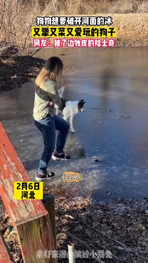 狗狗想要破开河面的冰，又犟又菜又爱玩的狗子|狗_新浪新闻