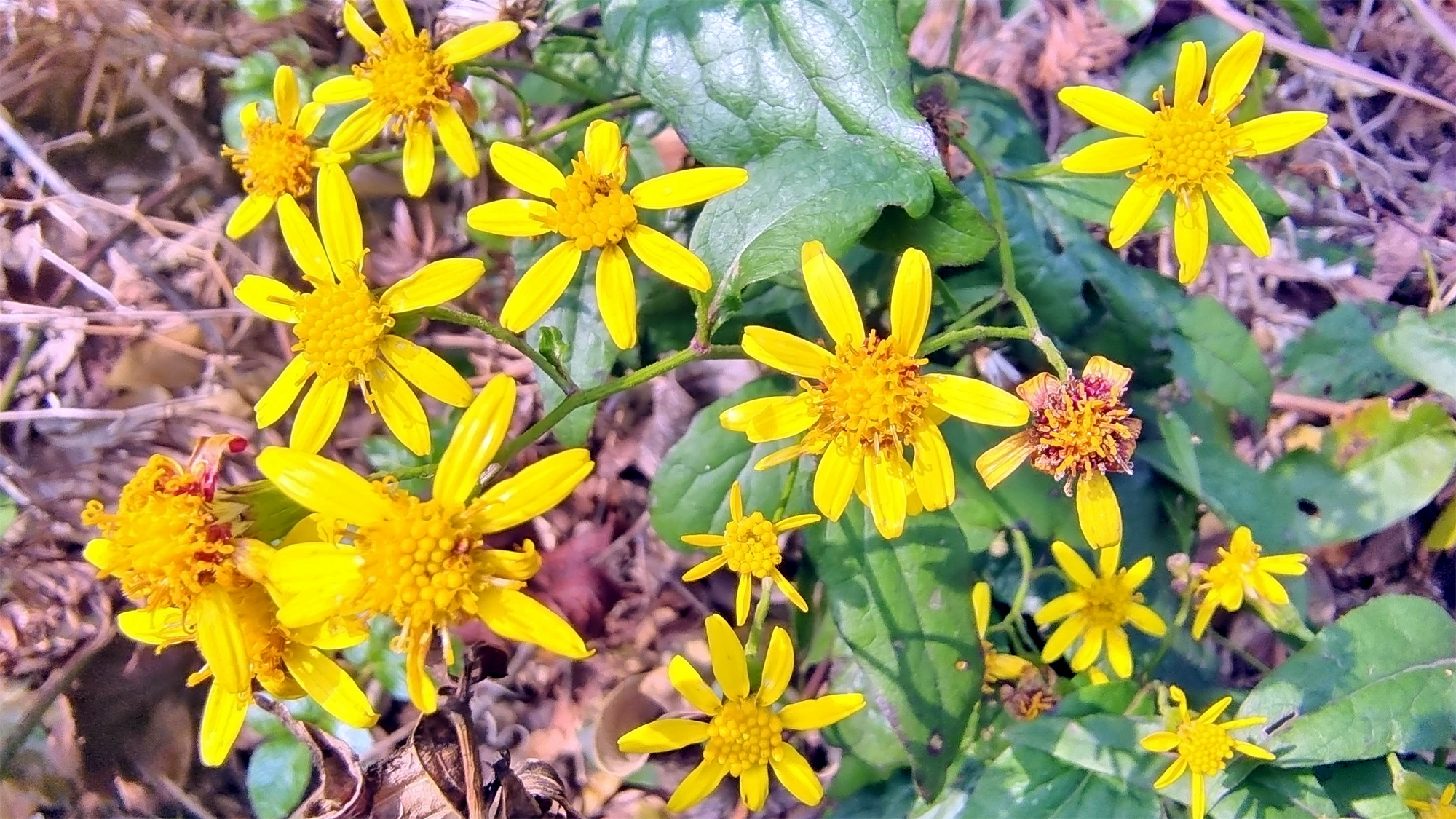 农村田埂上生长的千里光,被老人称之为痔疮草,很多人不知道价值__财经