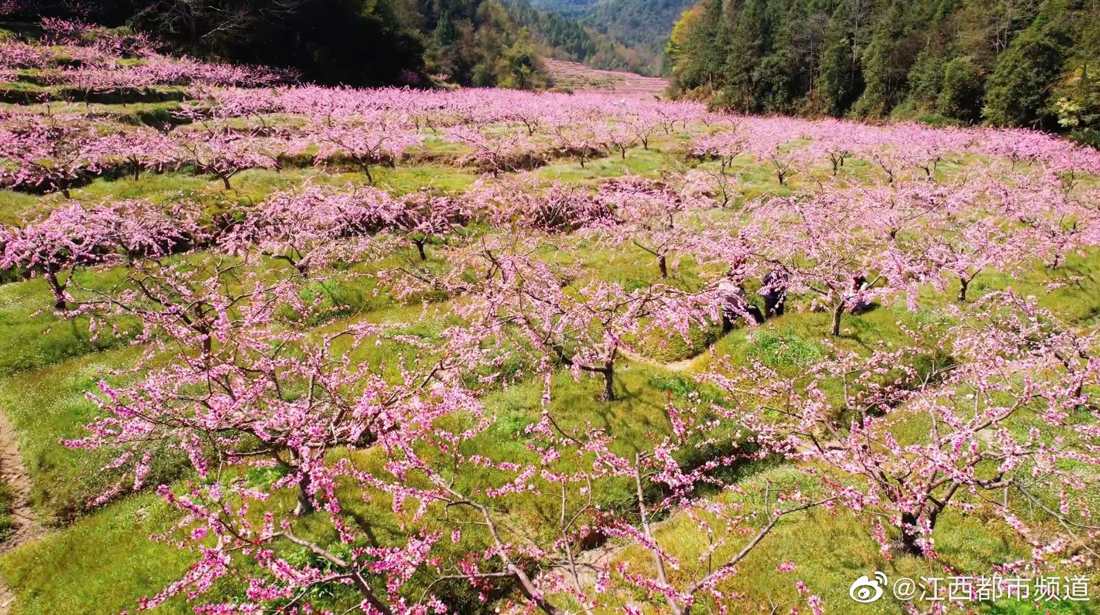 桃花村的故事主角是谁 桃花村小说背后的秘密