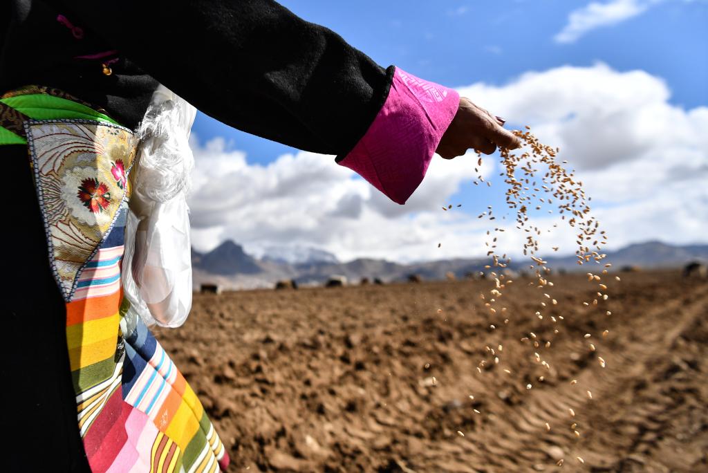 在西藏林周县强嘎村的春耕仪式上,身着盛装的村民在抛洒青稞种子(3月