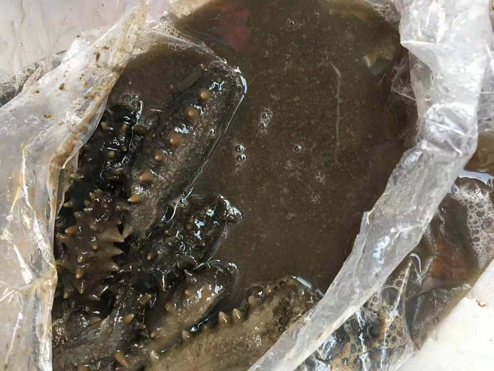 海参已变质