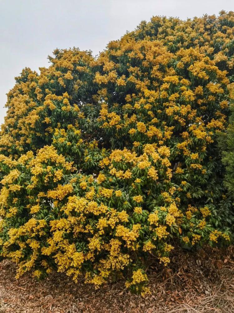 广州增城：荔枝进入盛花期，有望迎来大丰收