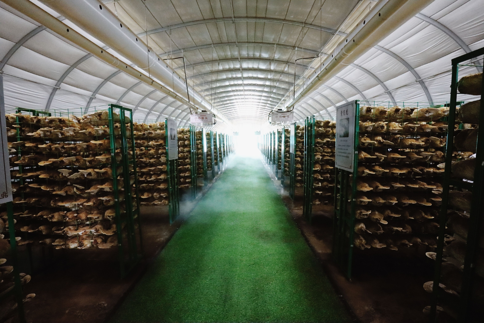 山东冠县:灵芝住"楼房" 开出致富"花"__财经头条