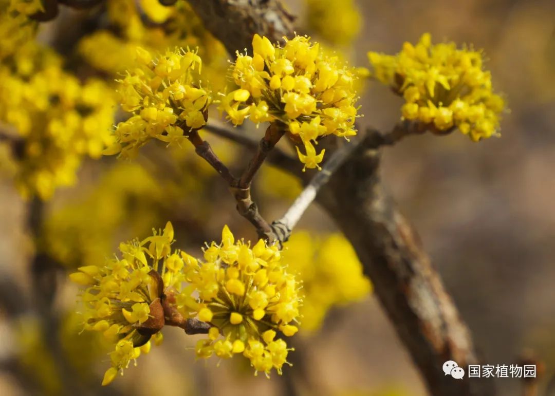 花满枝头香四溢——山茱萸