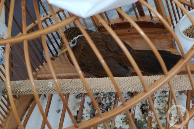 男子朋友圈花千元买来一只画眉鸟 竟是国家二级保护动物|四川省_新浪