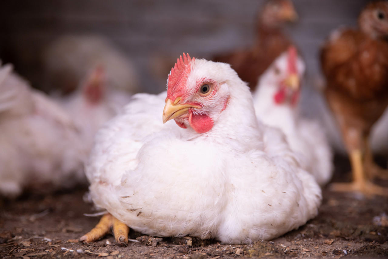 白羽鸡市场迎高景气度禾丰股份去年729亿羽屠宰量登顶