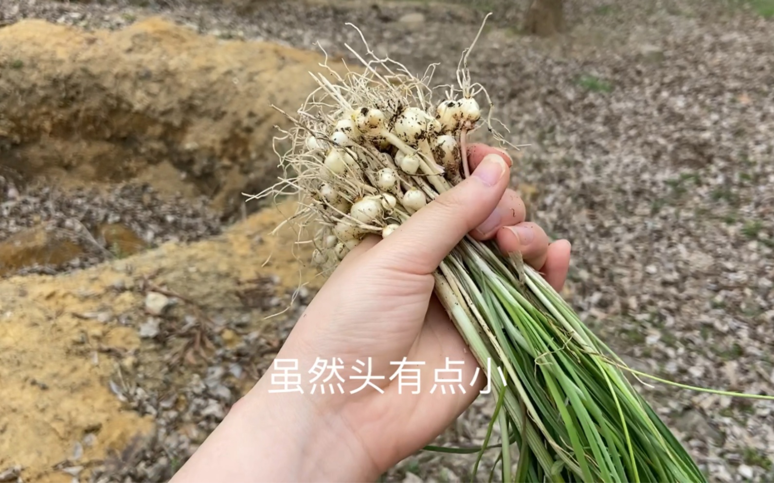 沙葱究竟是野葱还是野韭菜 沙葱的最佳吃法有哪些