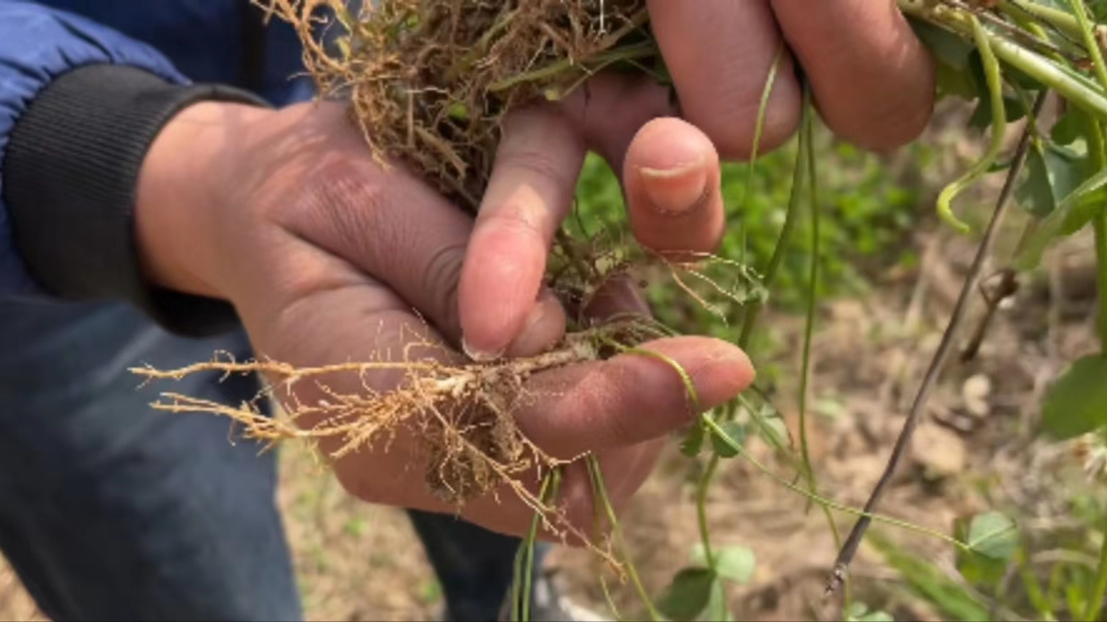 长着3片叶子的白花三叶草,农村随处可见,老人称为"化癌草"__财经头条