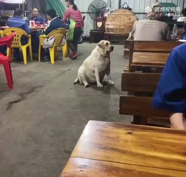 夜宵摊惊现“拉不拉猪”_新浪新闻