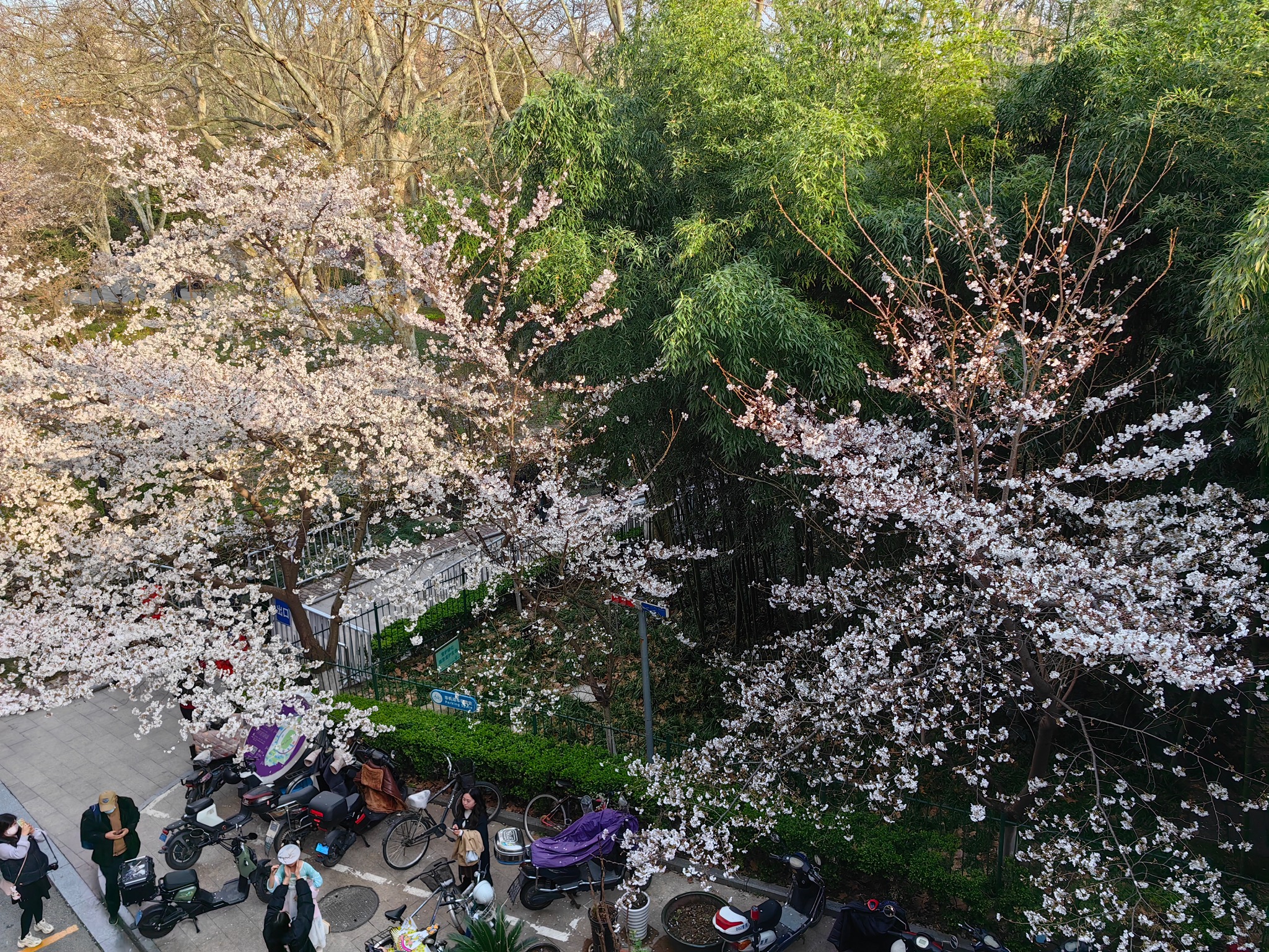 鲁迅公园的樱花盛开.龙钢 图