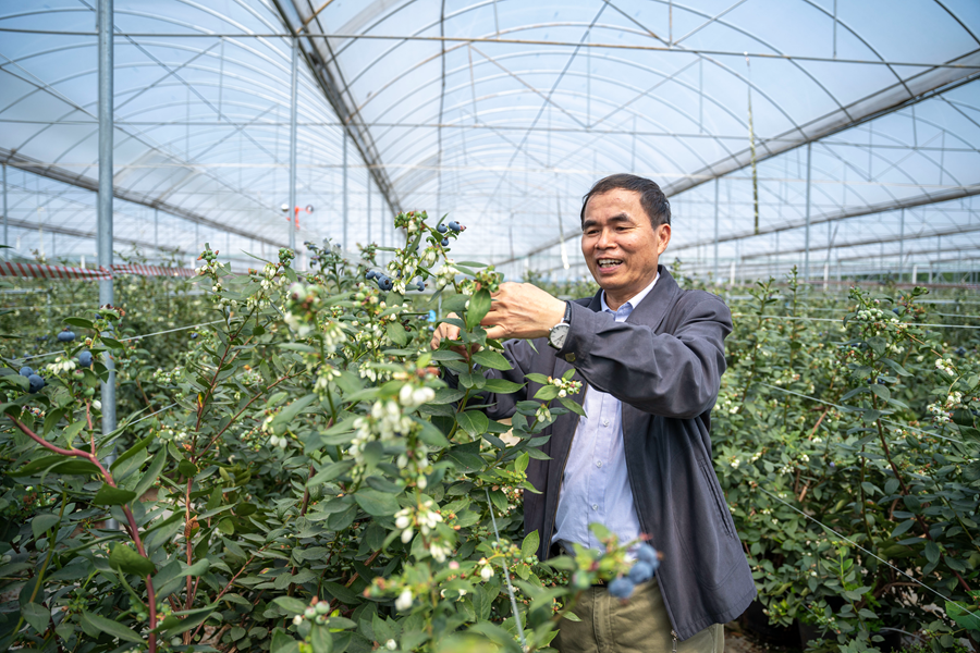 项目负责人、华农园艺学院教授陈日远在大棚里观察蓝莓。