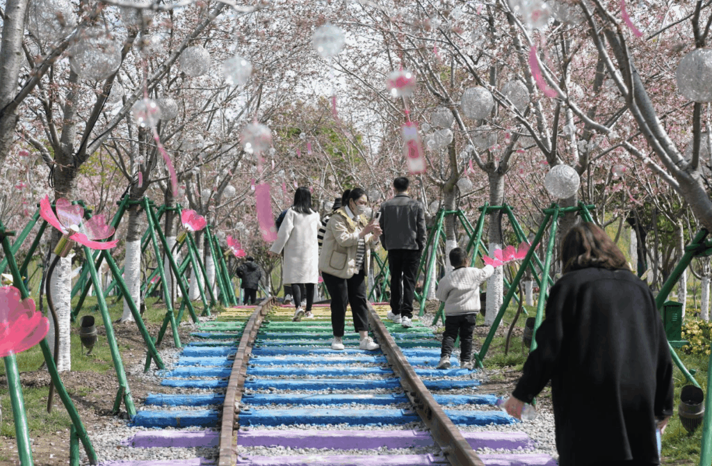2023国际樱花月暨盐城大洋湾第九届樱花节开幕|盐城市|樱花_新浪新闻
