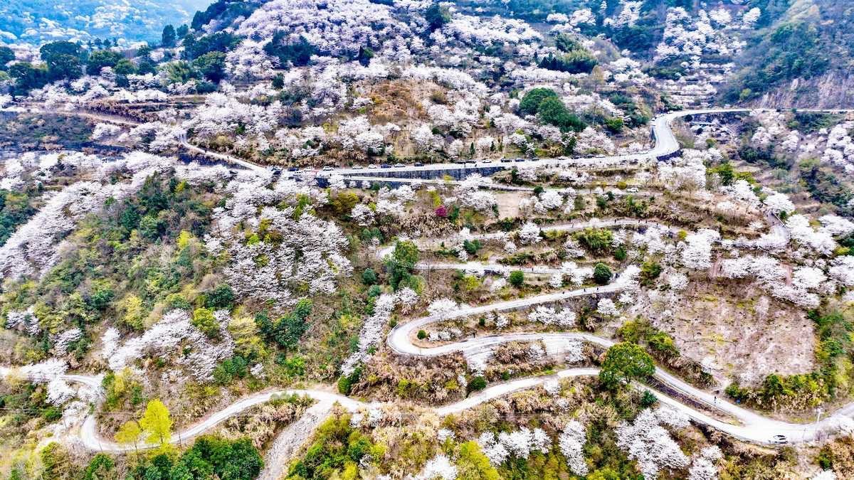 奉化溪口这座樱花谷花开正盛|溪口|奉化|樱花谷_新浪新闻