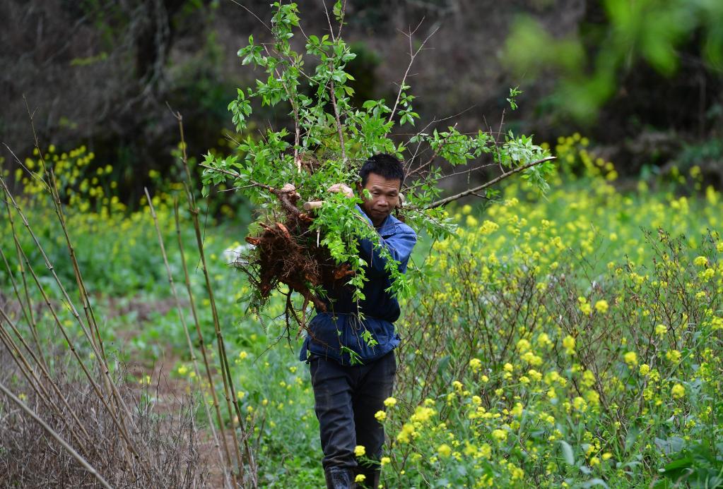 铜板屯村民龙革雄扛着树苗上山种植李树(2021年3月7日摄).