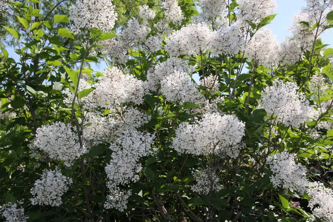 哈尔滨就达20多种,以开紫色花和白色花的丁香为最,花期可持续约两