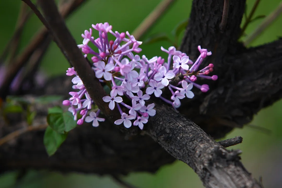 哈尔滨"市花"丁香花 哈尔滨文旅供图
