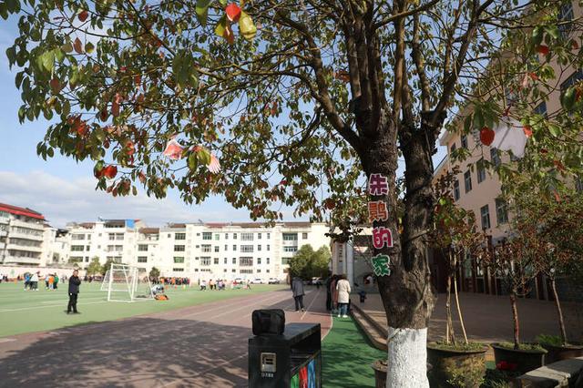 3月17日,陕西汉中洋县青年路小学,操场旁的一棵大树上写着"朱鹮的家".