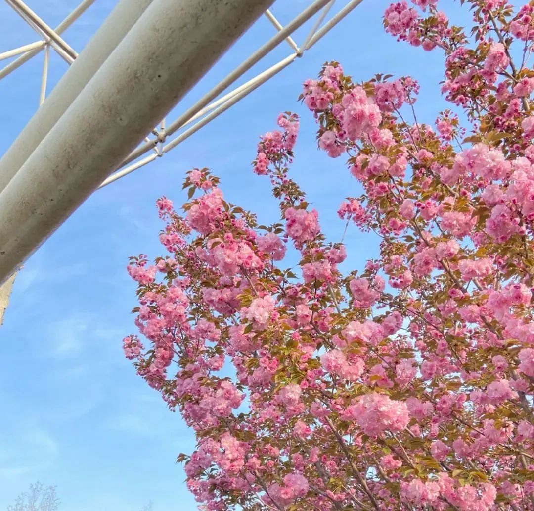 咱们一起去河北科大看樱花吧!|石家庄市_新浪财经_新浪网