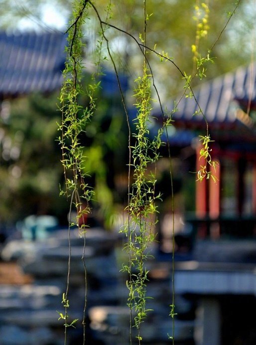 诗家清景在新春,绿柳才黄半未匀……|诗家|杨巨源|花人_新浪新闻