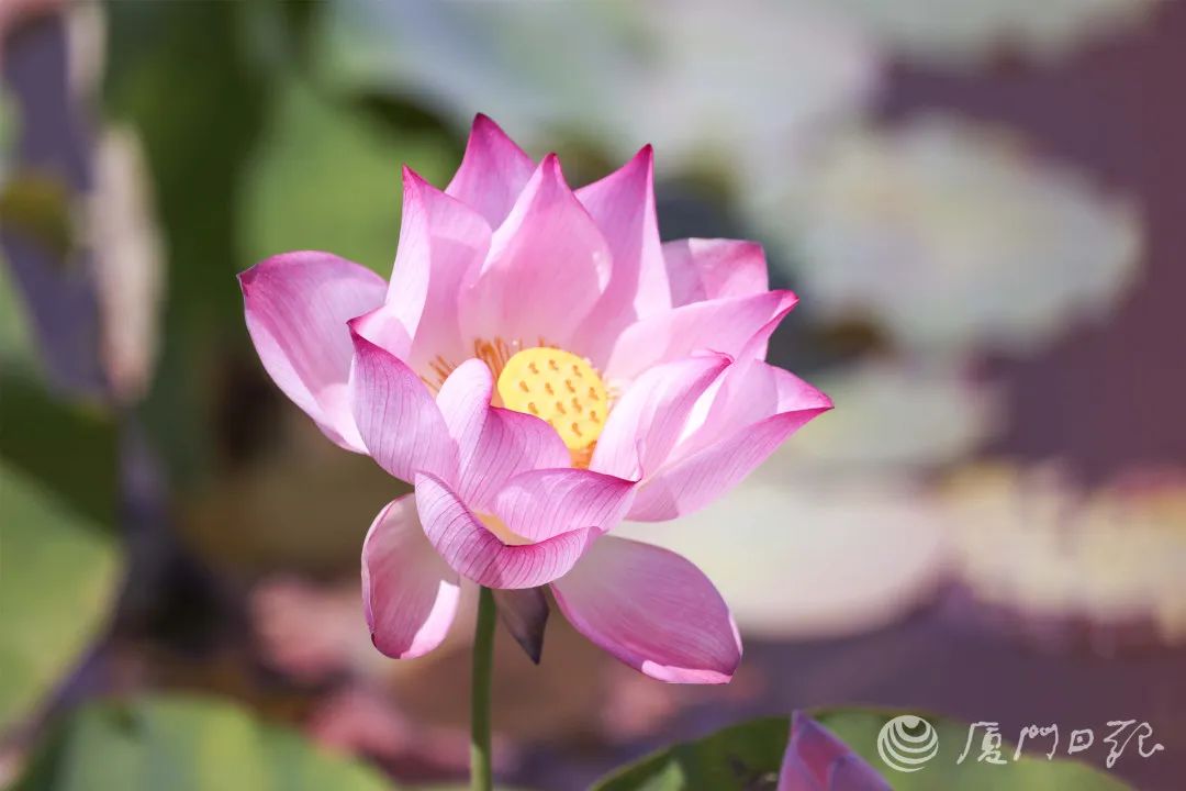 今年5月,荷花将逐渐盛开,花期将持续至下半年.资料图/图源:厦门日