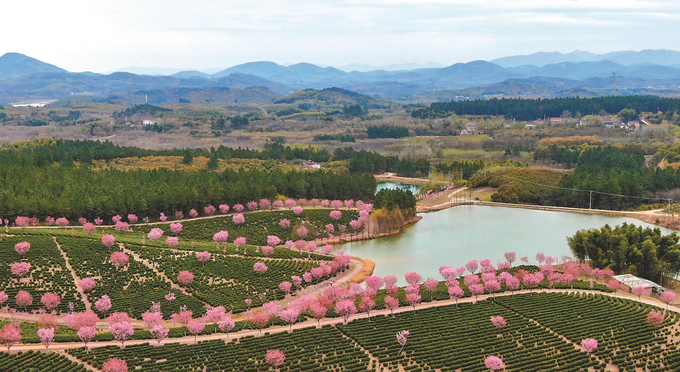 溧阳十思园3000余株樱花竞相绽放|樱花_新浪新闻