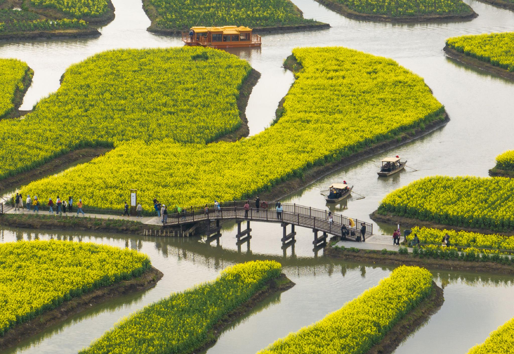 2023年3月18日,游客在江苏兴化千垛菜花风景区赏花游览.
