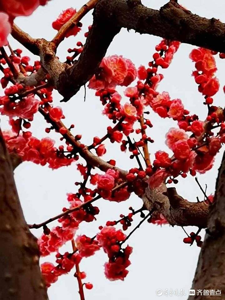 学到了吗（关于梅花的三首诗）三首关于梅花的古诗 第1张