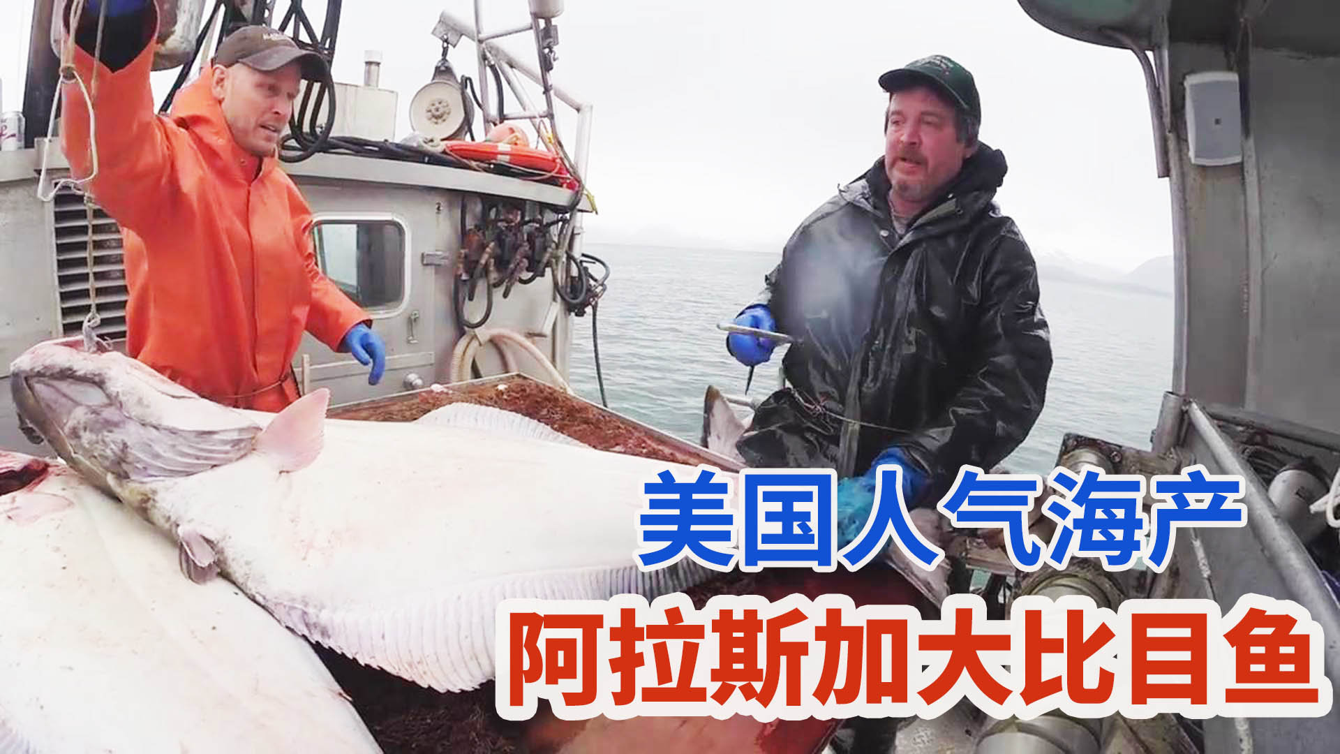 美国渔民捕获巨型太平洋大比目鱼,船上分割去脏冰冻保鲜