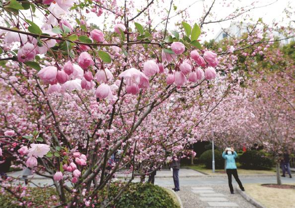 人民公园的海棠花进入盛花期，数千平方米的海棠园里，千余株海棠花绽放，远看宛如朵朵粉红色的祥云 杨建正 摄
