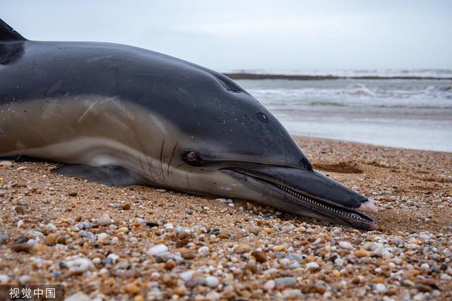冬季数百只海豚搁浅海岸,法国最高行政法院下令建立禁渔区|海豚_新浪
